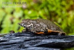 Chinesische Weichschildkröte, Pelodiscus Sinensis -Heimtierbedarf Geschäft Chinesische Weichschildkroete Pelodiscus sinensis 3