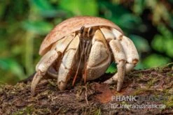 5 Kleine Landeinsiedlerkrebse, Coenobita Spec. -Heimtierbedarf Geschäft Coenobita White Tiger