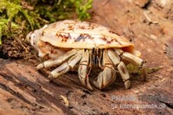 5 Kleine Landeinsiedlerkrebse, Coenobita Spec. -Heimtierbedarf Geschäft Coenobita White Tiger 8