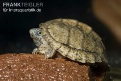 Dach-Moschusschildkröte, Sternotherus Carinatus -Heimtierbedarf Geschäft Dach Moschusschildkroete Sternotherus carinatus 3