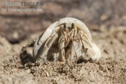 5 Kleine Landeinsiedlerkrebse, Coenobita Spec. -Heimtierbedarf Geschäft Einsiedlerkrebs 3 1