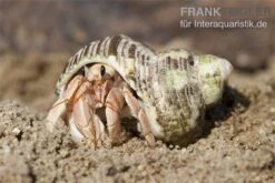 5 Kleine Landeinsiedlerkrebse, Coenobita Spec. -Heimtierbedarf Geschäft Einsiedlerkrebs 3