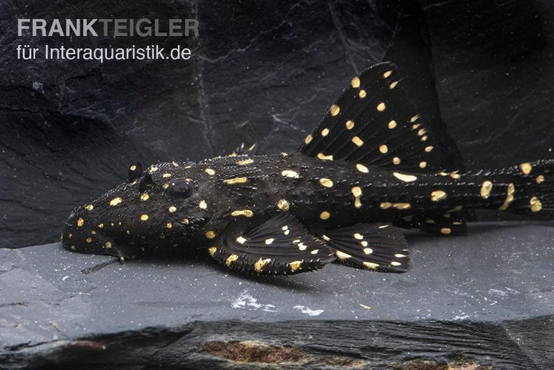 Elfenwels, Acanthicus Adonis 2 Elfenwels, Acanthicus Adonis – Bild 2