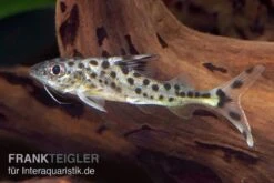 Engel-Antennenwels, Pimelodus Pictus -Heimtierbedarf Geschäft Engel Antennenwels Pimelodus pictus neu 3