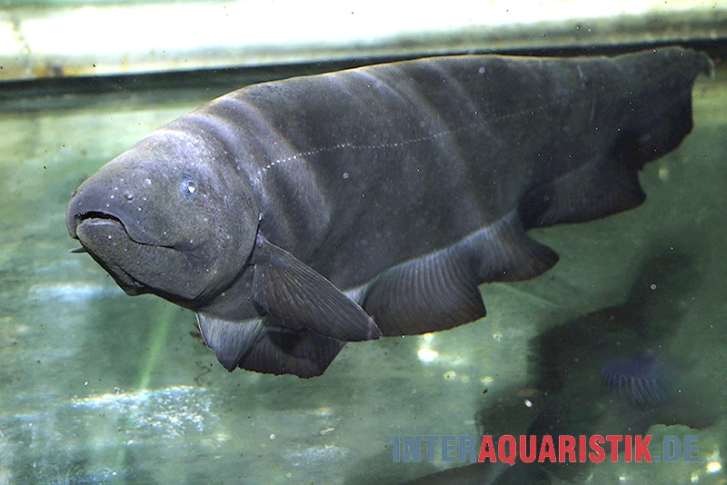 Entenkopf-Messerfisch, Parapteronotus Bonapartii 2 Entenkopf-Messerfisch, Parapteronotus Bonapartii – Bild 2