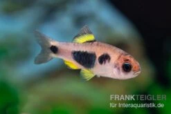 Schmetterlingsbarbe, Barbus Hulstaerti (Minifisch), 5 Stück -Heimtierbedarf Geschäft Enteromius hulstaerti 14