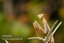 Europäische Gottesanbeterin, Mantis Religiosa -Heimtierbedarf Geschäft Europaeische Gottesanbeterin Mantis religiosa