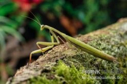 Europäische Gottesanbeterin, Mantis Religiosa -Heimtierbedarf Geschäft Europaeische Gottesanbeterin Mantis religiosa neu 3