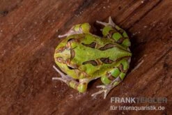 Fantasy Pacman Frog Grün, Ceratophrys Cornuta X Ceratophrys Cranwelli 5 Fantasy Pacman Frog Grün, Ceratophrys Cornuta X Ceratophrys Cranwelli -Heimtierbedarf Geschäft Fantasy Pacman Frog gruen C cornuta x C cranwelli 03