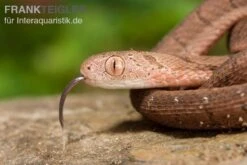 Gansi-Eierschlange, Dasypeltis Gansi -Heimtierbedarf Geschäft Gansi Eierschlange Dasypeltis gansi neu 4