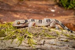 Gebänderter Blattzehengecko, Hemidactylus Fasciatus -Heimtierbedarf Geschäft Gebaenderter Blattzehengecko Hemidactylus fasciatus 3