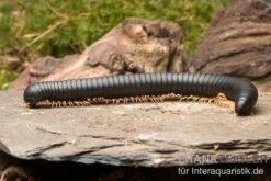 Gelbfüssiger Tausendfüßer, Microtrullius Uncinatus -Heimtierbedarf Geschäft Gelbfuessiger Tausendfuesser Microtrullius uncinatus 3