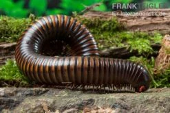 Gelbgebänderter Riesentausendfüßer, Pelmatojulus Ligulatus -Heimtierbedarf Geschäft Gelbgebaenderter Riesentausendfuesser Pelmatojulus ligulatus 3