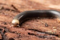 Gelbkopf Tausendfüßer, Spirobolus Sp. "Yellow Head" -Heimtierbedarf Geschäft Gelbkopf Tausendfuesser Spirobolus sp Yellow Head 5