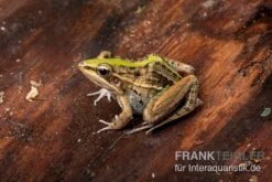 Gestreifter Grasfrosch, Ptychadena Porosissima -Heimtierbedarf Geschäft Gestreifter Grasfrosch Ptychadena porosissima 3
