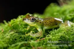 Getupfter Riedfrosch, Hyperolius Guttulatus 6 Getupfter Riedfrosch, Hyperolius Guttulatus -Heimtierbedarf Geschäft Getupfter Riedfrosch Hyperolius guttulatus 3