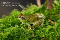 Getupfter Riedfrosch, Hyperolius Guttulatus 7 Getupfter Riedfrosch, Hyperolius Guttulatus -Heimtierbedarf Geschäft Getupfter Riedfrosch Hyperolius guttulatus 4