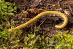 Golden-Cave-Tausendfüßer, Spiroboulus Sp. “Golden Cave” -Heimtierbedarf Geschäft Golden Cave Tausendfuesser Spirobolus sp Golden Cave 3