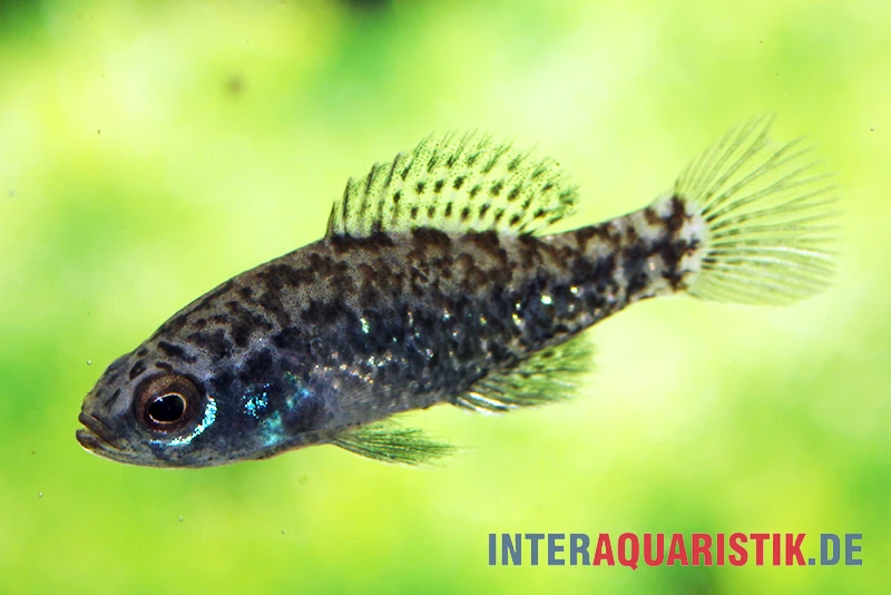 Golfküsten-Zwergschwarzbarsch, Elassoma Gilberti 1 Golfküsten-Zwergschwarzbarsch, Elassoma Gilberti
