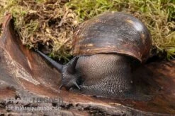 Große Achatschnecke, Archachatina Marginata Ovum -Heimtierbedarf Geschäft Grosse Achatschnecke Archachatina marginata ovum 3