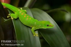 Grosser Madagaskar Taggecko, Phelsuma Mad. Grandis DNZ -Heimtierbedarf Geschäft Grosser Madagaskar Taggecko Phelsuma madagacariensis grandis 3