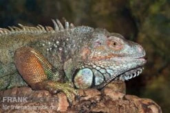 Grüner Leguan, Iguana Iguana -Heimtierbedarf Geschäft Gruener Leguan Iguana iguana 3