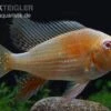 Heckels Buntbarsch Albino, Acarichthys Heckelii