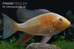 Heckels Buntbarsch Albino, Acarichthys Heckelii