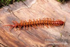 Hundertfüßer, Scolopendra Subspinipes "Malay Red Cherry" -Heimtierbedarf Geschäft Hundertfuesser Scolopendra subspinipes Malay Red Cherry 1