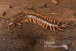 Hundertfüßer, Scolopendra Subspinipes "Thai-Red-Dragon" -Heimtierbedarf Geschäft Hundertfuesser Scolopendra subspinipes ThaiRedDragon 03