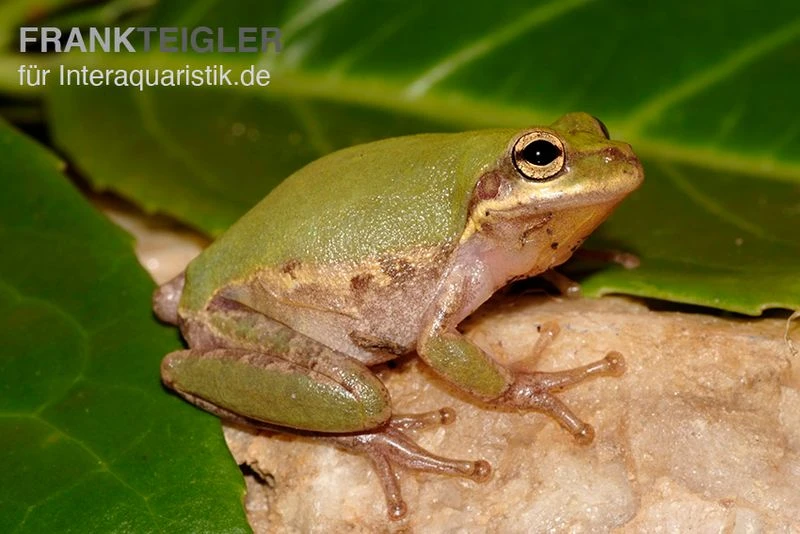 Eichhörnchenfrosch, Hyla Squirella 1 Eichhörnchenfrosch, Hyla Squirella