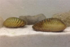 Schwebealgen-Bundle: 2x Ornamentmuscheln + 1 Portion Büschelfarn + 4 Bund-Pflanzen -Heimtierbedarf Geschäft IMG 0509