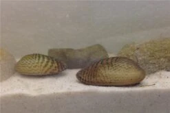 Schwebealgen-Bundle: 2x Ornamentmuscheln + 1 Portion Büschelfarn + 4 Bund-Pflanzen -Heimtierbedarf Geschäft IMG 0510