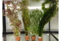 Schwebealgen-Bundle: 2x Ornamentmuscheln + 1 Portion Büschelfarn + 4 Bund-Pflanzen -Heimtierbedarf Geschäft IMG 0520