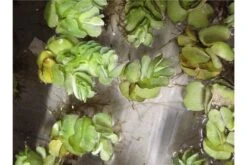 Schwebealgen-Bundle: 2x Ornamentmuscheln + 1 Portion Büschelfarn + 4 Bund-Pflanzen -Heimtierbedarf Geschäft IMG 0523