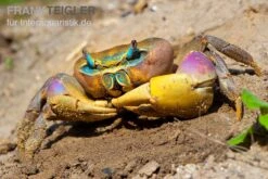 Indonesische Riesenlandkrabbe, Cardisoma Carnifex -Heimtierbedarf Geschäft Indonesische Riesenlandkrabbe Cardisoma carnifex 2