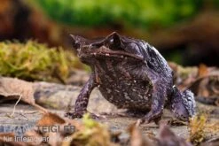 Java Zipfelfrosch, Megophrys Montana -Heimtierbedarf Geschäft Java Zipfelfrosch Megophrys montana 4
