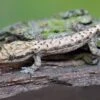 Jungferngecko, Lepidodactylus Lugubris