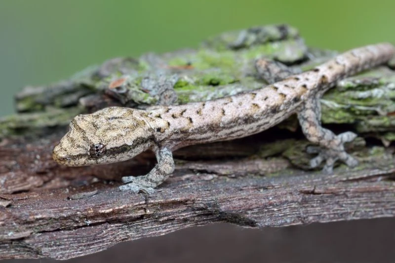 Jungferngecko, Lepidodactylus Lugubris 1 Jungferngecko, Lepidodactylus Lugubris