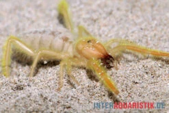 Kamelspinne, Galeodes Sp. -Heimtierbedarf Geschäft Kamelspinne Walzenspinne Galeodes sp 5