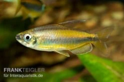 Goldener Kongosalmler, Phenacogrammus Aurantiacus -Heimtierbedarf Geschäft Kongosalmler Phenacogrammus aurantiacus 2