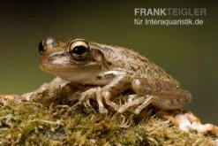 Kuba-Laubfrosch, Osteopilus Septentrionalis -Heimtierbedarf Geschäft Kuba Laubfrosch Osteopilus septentrionalis 3