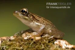 Kuba-Laubfrosch, Osteopilus Septentrionalis -Heimtierbedarf Geschäft Kuba Laubfrosch Osteopilus septentrionalis 4