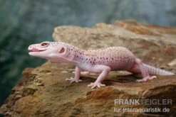 Leopardgecko, Eublepharis Macularius, BELL ALBINO ENIGMA -Heimtierbedarf Geschäft Leopardgecko Eublepharis macularius Bell Albino Enigma 22