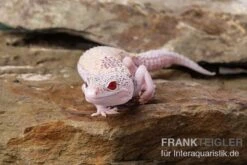 Leopardgecko, Eublepharis Macularius, BELL ALBINO ENIGMA -Heimtierbedarf Geschäft Leopardgecko Eublepharis macularius Bell Albino Enigma 4