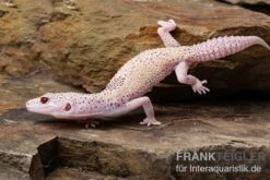 Leopardgecko, Eublepharis Macularius, BELL ALBINO ENIGMA -Heimtierbedarf Geschäft Leopardgecko Eublepharis macularius Bell Albino Enigma 6