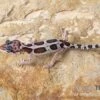 Leopardgecko, Eublepharis Macularius, MACK SNOW