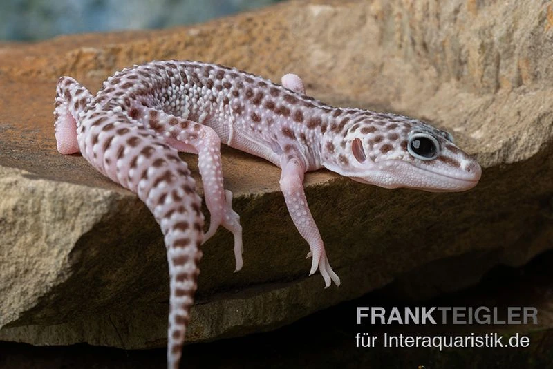 Leopardgecko, Eublepharis Macularius, SUPER MACK SNOW 1 Leopardgecko, Eublepharis Macularius, SUPER MACK SNOW