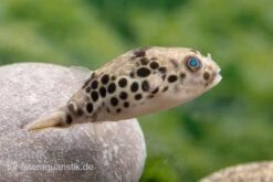Leopardkugelfisch, Tetraodon Schoutedeni -Heimtierbedarf Geschäft Leopardkugelfisch Tetraodon schoutedeni 4