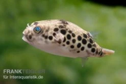 Leopardkugelfisch, Tetraodon Schoutedeni -Heimtierbedarf Geschäft Leopardkugelfisch Tetraodon schoutedeni 6